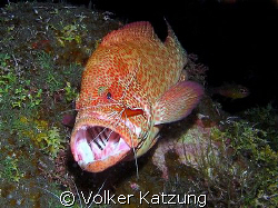 Grouper with banded cleaner shrimp by Volker Katzung 